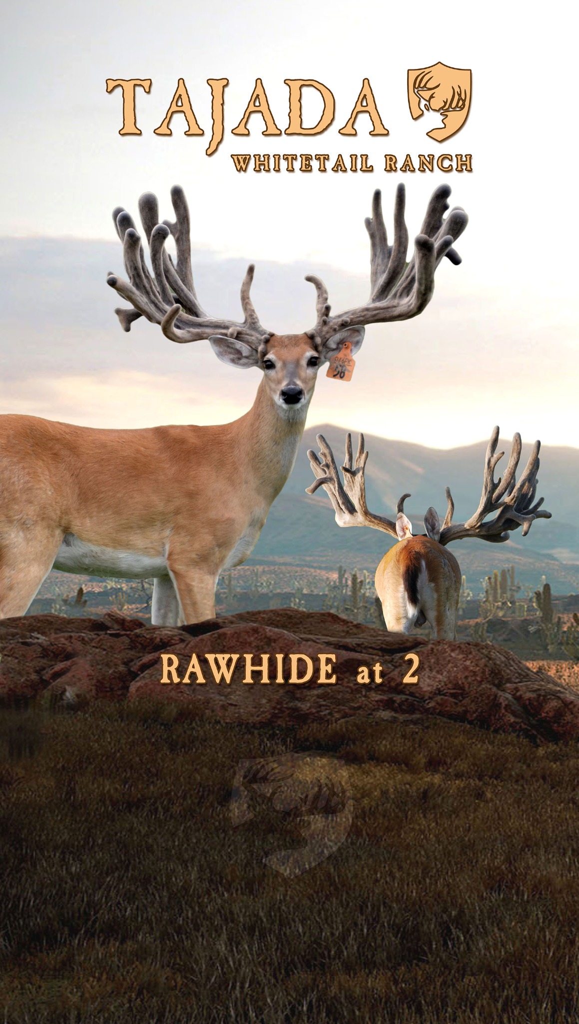 2024 pull-up / Rawhide